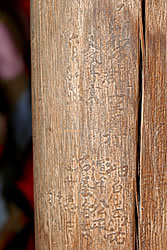 本堂柱の落書き
